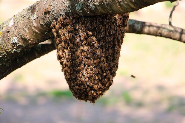 分蜂中のニホンミツバチ