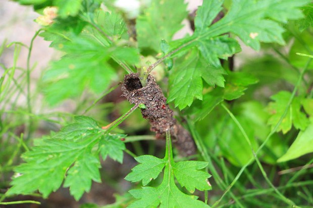 2013年7月蟻の巣