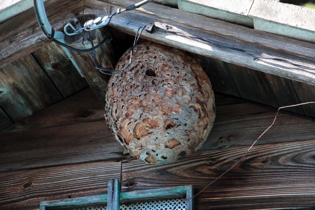 1311キイロスズメバチの巣