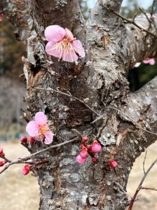 2026梅開花