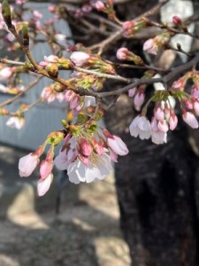 2026.4.8桜②