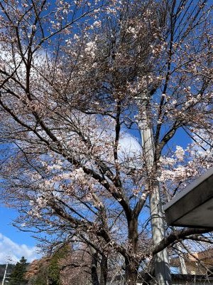 2026.4.8桜③