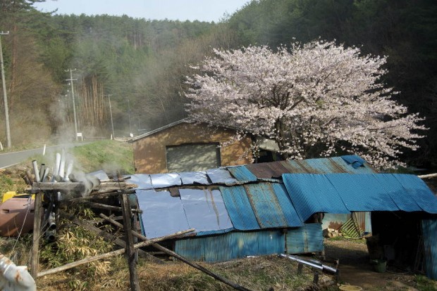 蒲生さんの炭焼き小屋と木戸川の桜